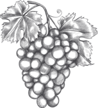 1 Grappolo uva Rebuli