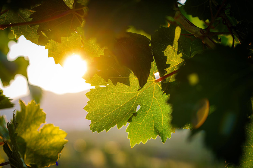 Evitiamo dispersioni Rebuli_840