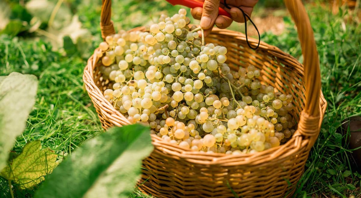 1-Cesta di uva Rebuli