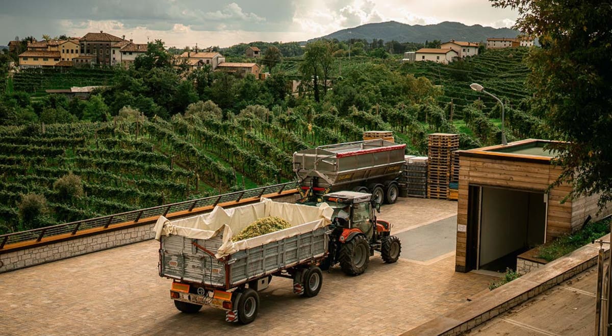 4-Scaricamento uve in cantina Rebuli