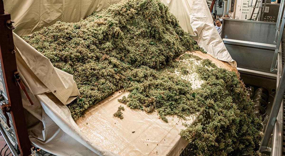 5-Scaricamento uve in cantina Rebuli