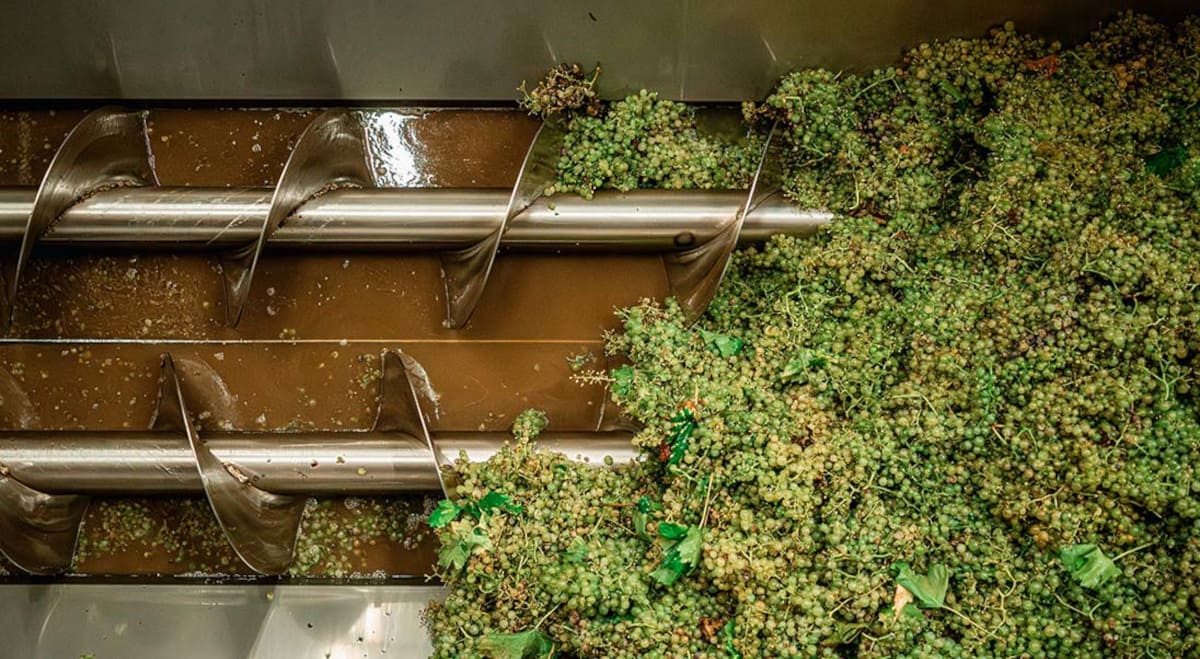 6-Lavaggio uva Rebuli